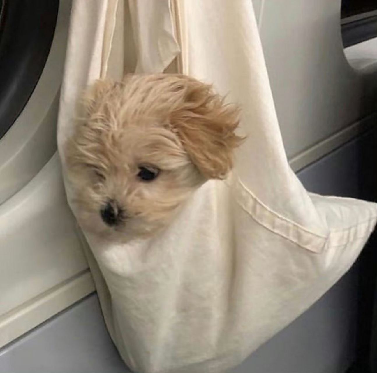 装在袋子里的小狗 宠物服务的便利与责任