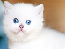 鞍山英国短毛猫领养指南与宠物服务全解析