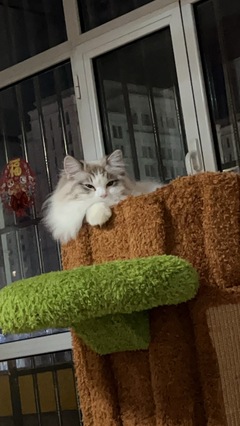 宠物搭车与宠物服务 现代出行与生活的新选择