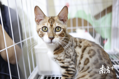 萌宠盛宴 深圳国际宠物展今日火热开幕，全方位宠物服务点亮爱宠生活