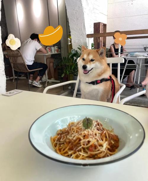 上海宠物友好餐厅 嘘无声服务与贴心宠物服务