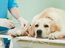 上海宠物医院与宠物服务全解读